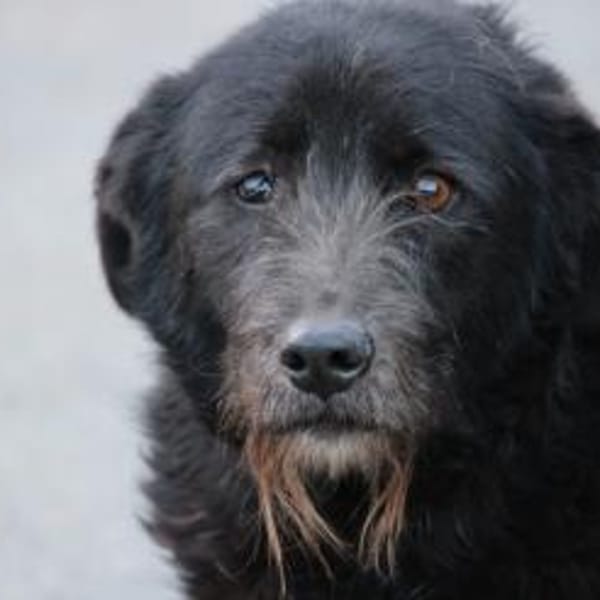 Kami - lieb u. angenehm — Schnauzer