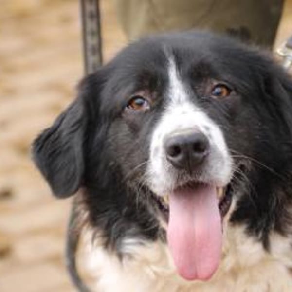 Marina - zutraulich u. kinderlieb — Collie-border-collie