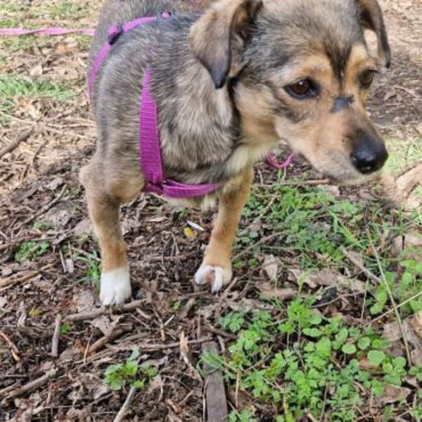 Mary - kleine Mary sucht großes Glück — Mischling