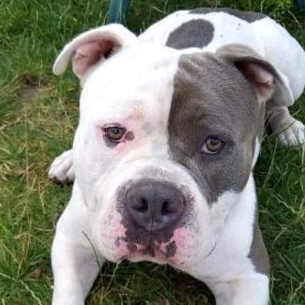 Balu — Amerikanischer Staffordshire-terrier