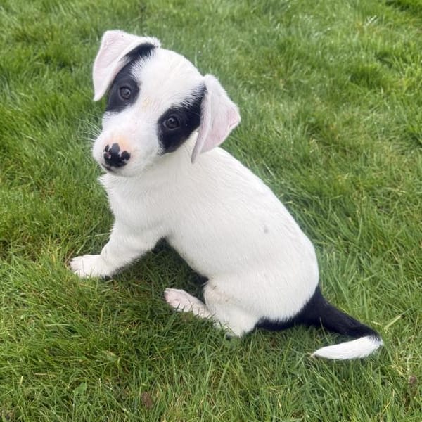 Lilo ein freundliches Hundekind — Dackel Jack Russel Mix