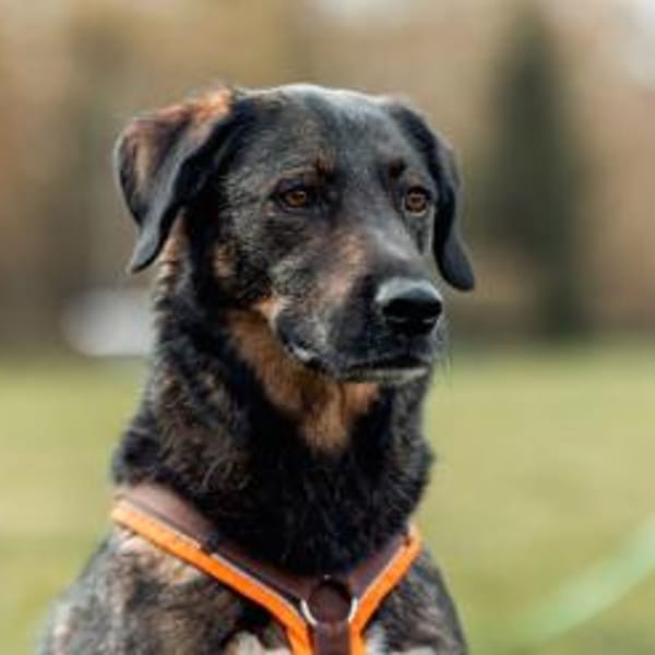 Scooby - macht so tolle Fortschritte — - Mix