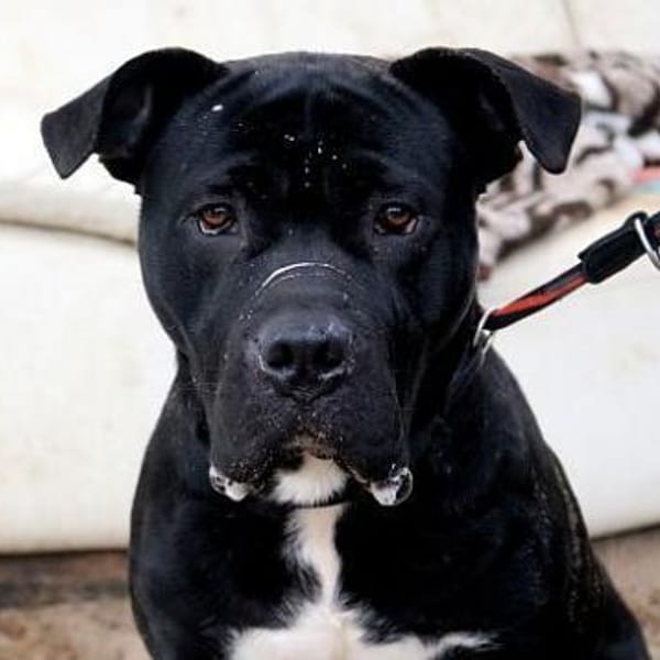 Simba — Cane Corso