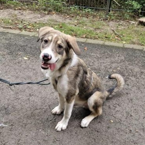 Nikon sucht sein Zuhause — Mischling