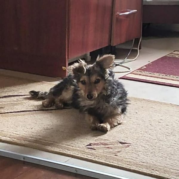 Tino, 4 kg sucht ein Zuhause — Yorkshire Terrier