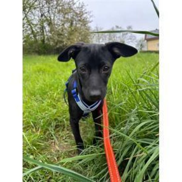 Karita - wartet in 66346 Püttlingen — Shündin