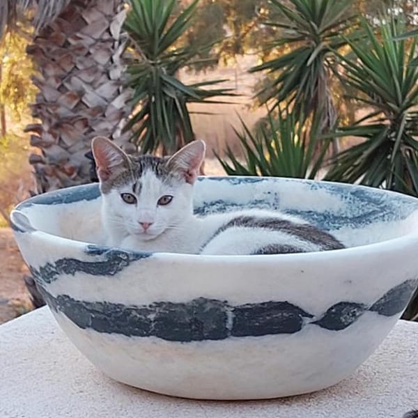 Schmusekater Anton — Ekh