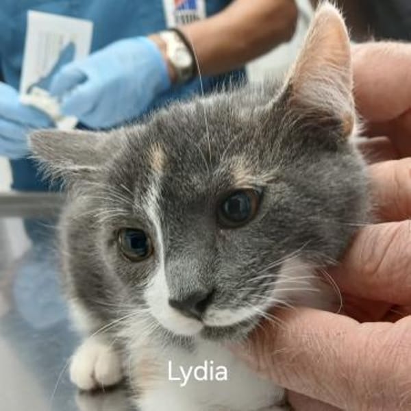 Hübsche Lydia raubt dir den Atem! — Europäisch Kurzhaar