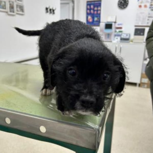 Trash , aus dem Müll gerettet — Mischling