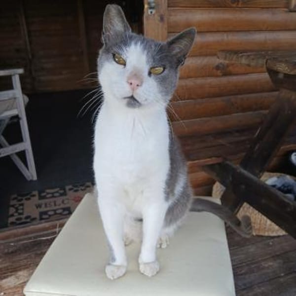 Scrilly! Süßester Kater der Welt — Europäisch Kurzhaar