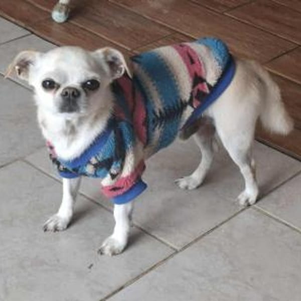 Loki, Minihund sucht neues Zuhause — Devon Rex