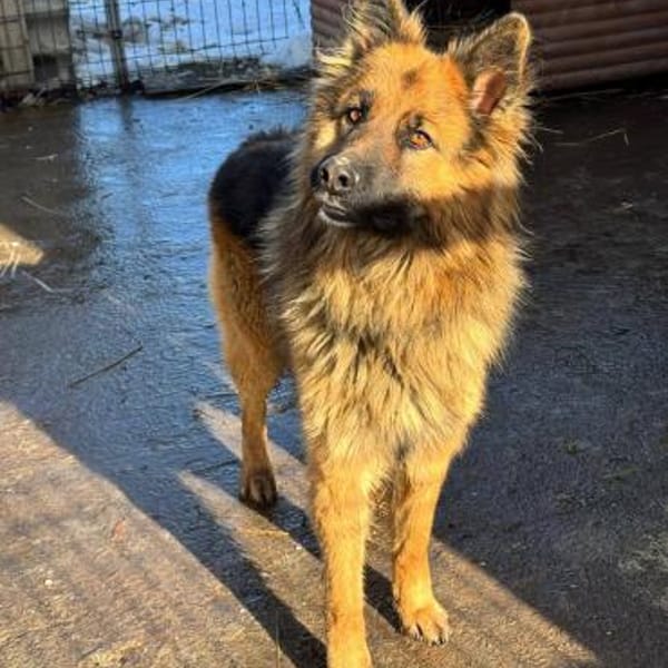 💙Buddy💙 sucht seine Menschen — Mischling