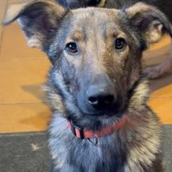 Liebeswerte Gracie — Mischling