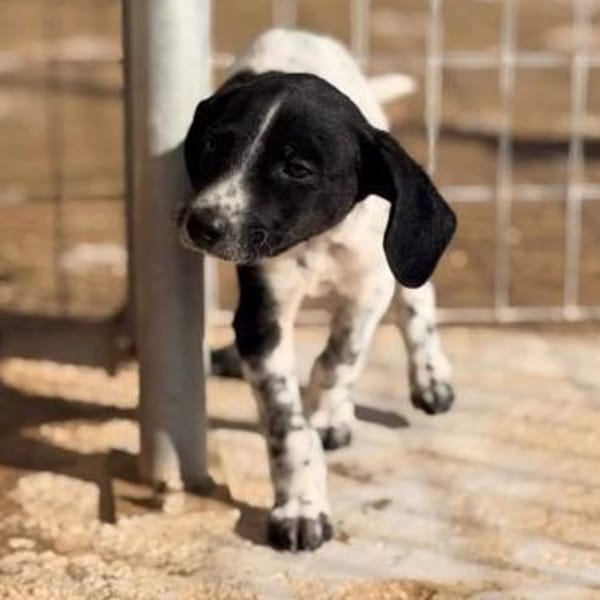 Spot sucht Spielpartner — Mischling