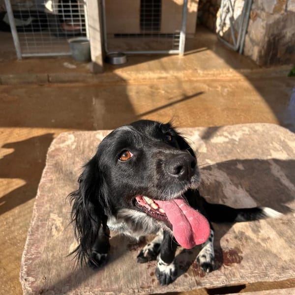 Wundervolle Xena — Mischling