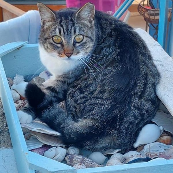 Scheue Fienchen sucht ihr Glück — Ekh