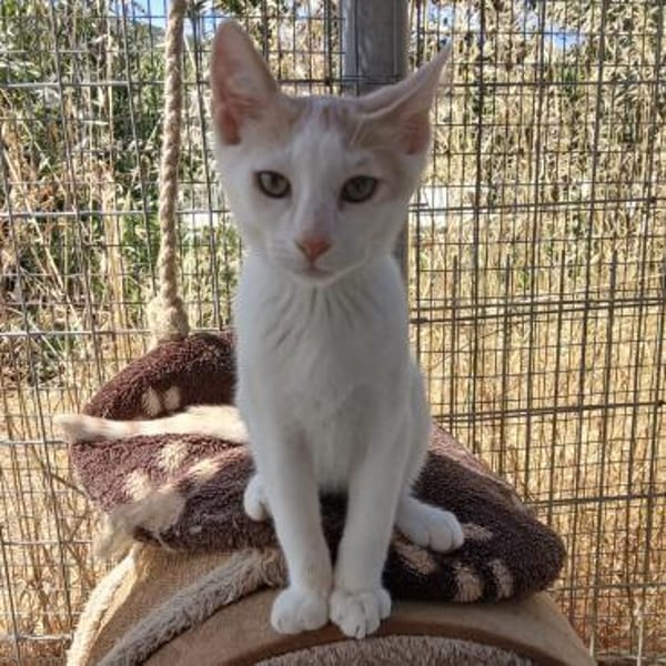 Kater Lukas entdeckt die Welt! — Europäisch Kurzhaar