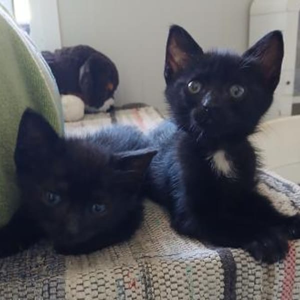 Kleine Mio sucht ihr Glück — Europäisch Kurzhaar