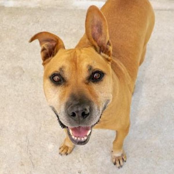 Sanfter Azor möchte ganz viel kuscheln! — Pitbull