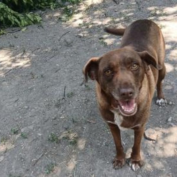 Niemand sieht Lala, sie gibt auf — Mischling