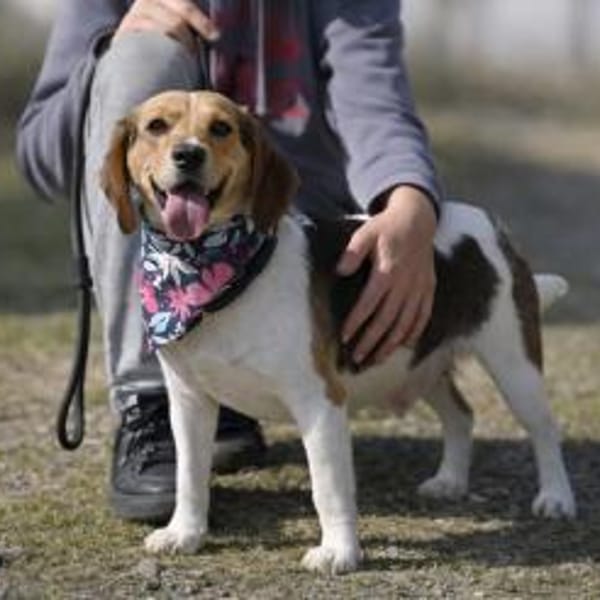 Nicola wartet ab Mitte Mai südl. von HH — Mix Beagle