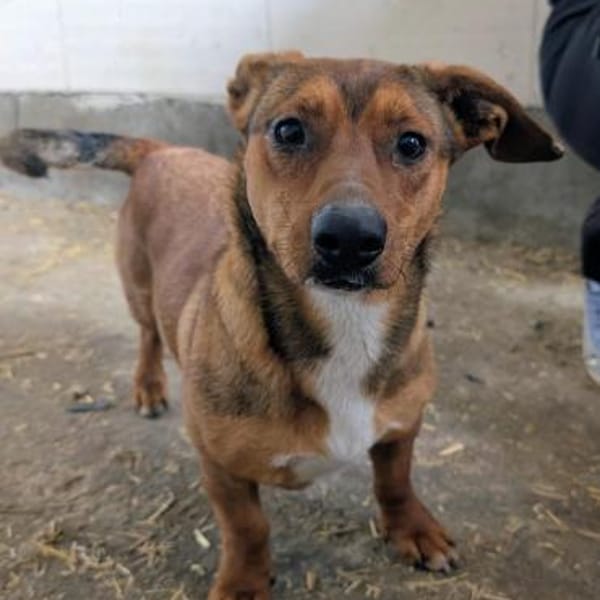 Catania wartet ab Mitte Mai in HH! — Mischling