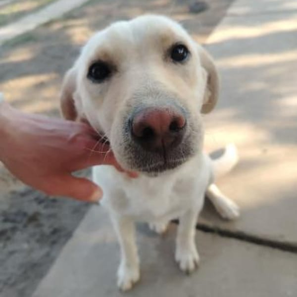 LIMA - geb. ca. 04/2023 - Labrador Mix — Labrador Retriever