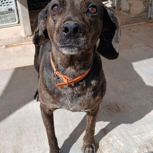 Vicky liebt Menschen — Mischling