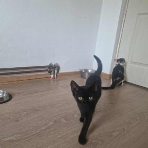 Dalida, kleine schwarze Schönheit — Skätzin