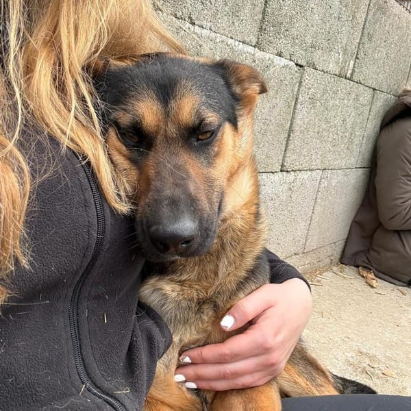 Bolleria wartet ab Mitte Mai in Seevetal — Mischling