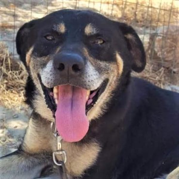 Nemo - verschmuster Senior — Mischling