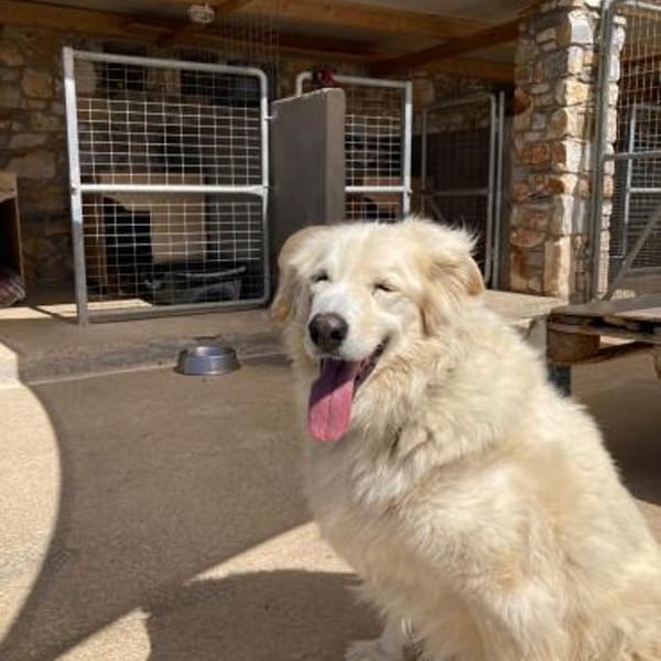 Bruno hat sein Zuhause verloren — Mischling