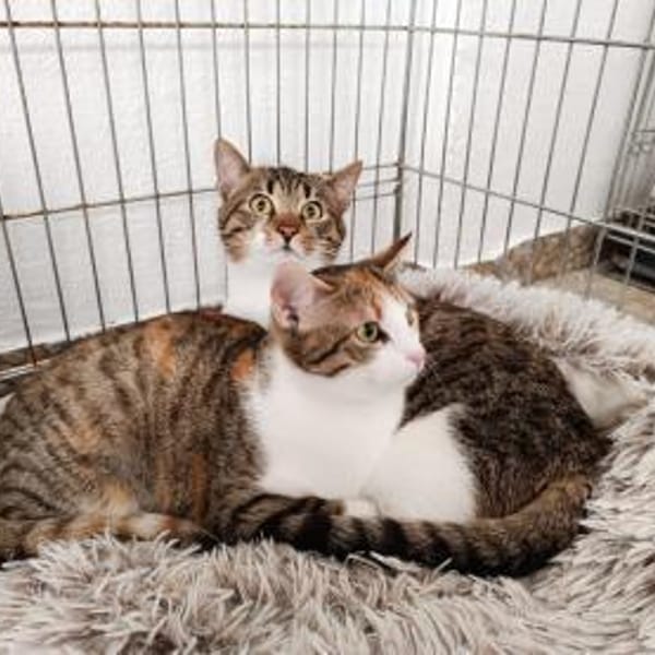 Colin sucht seinen Menschen — Europäisch Kurzhaar