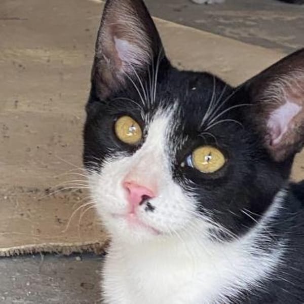 Schmusebär Athur sucht Zuhause! — Europäisch Kurzhaar