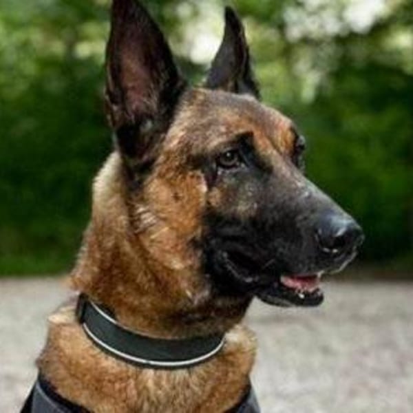 Malinois-Mix ROCKY wartet in 07806 Weira — Malinois