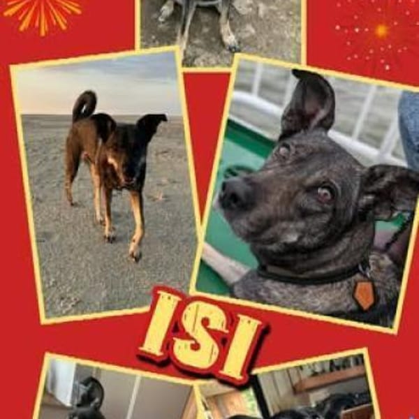 aktive Isi auf PS in 85301 — Mischling