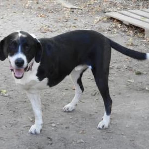 Ozzy, sanfter Riese sucht neues Zuhause — Devon Rex