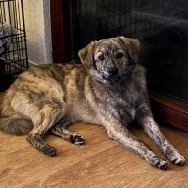 Max sucht ein Zuhause — Mischling