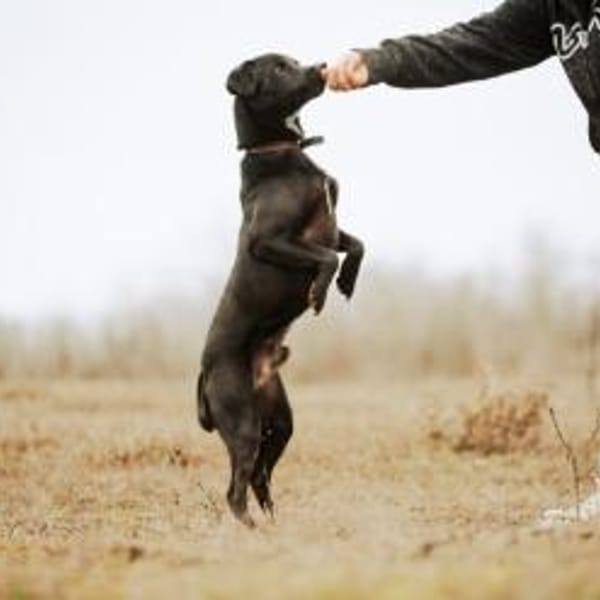 Cézár, fröhlicher Clown, ca. 5 Jahre — Shund