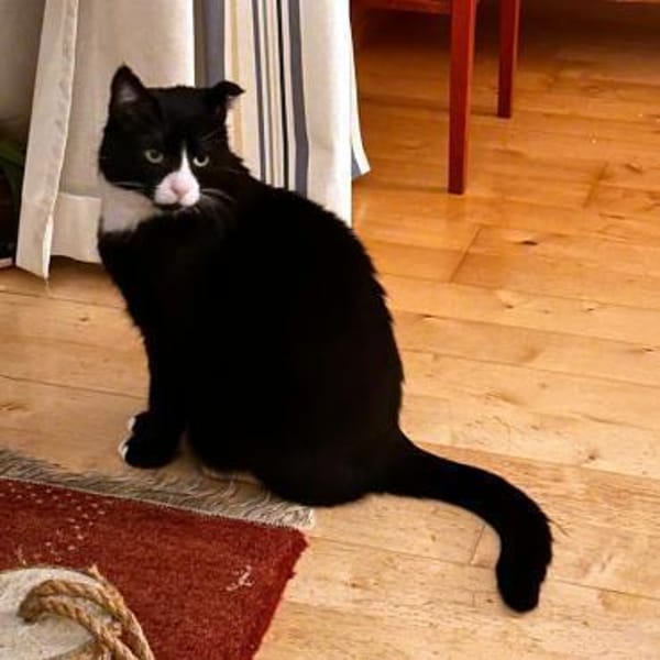 MORLOCK sucht Ankerplatz ohne Crew — Ehk