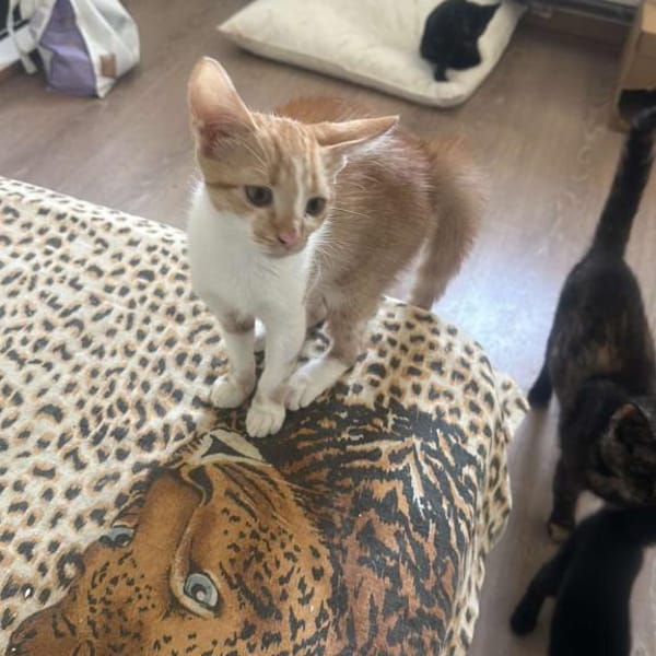 Diamond, ungeschliffener Diamant sucht — Skater