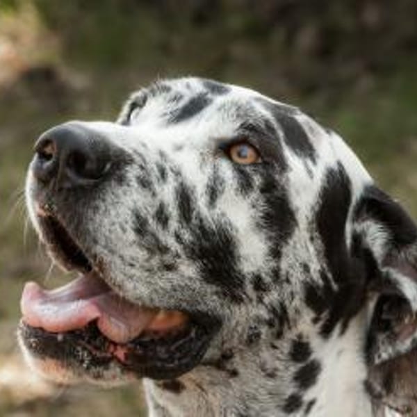 sanfte Schönheit leidet ohne Familie — Deutsche Dogge