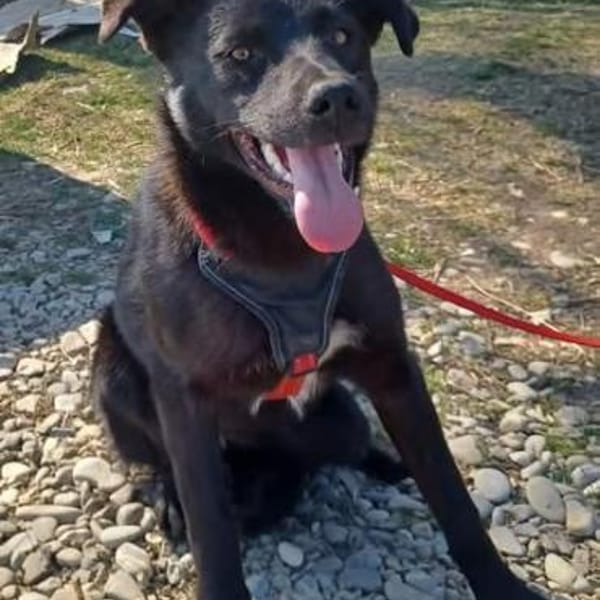 Luna, verspieltes Hundemädchen sucht Zuh — Devon Rex