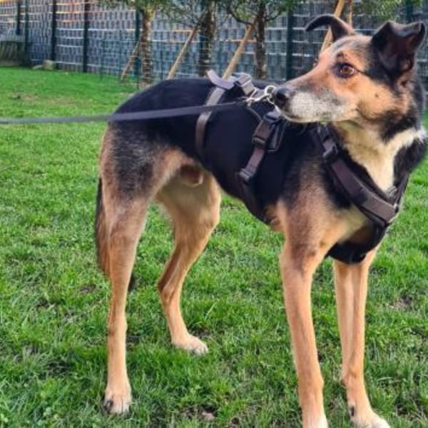 sensibler, superlieber Noah (Tierschutz) — Schäferhund