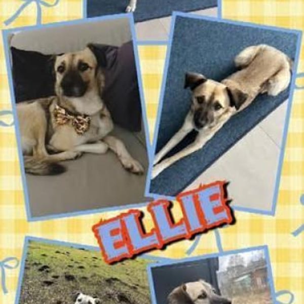 aktive, tolle Ellie auf PS 83059 — Mischling