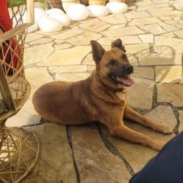 Winnie, ein toller Kumpel  (Tierschutz) — Schäferhund