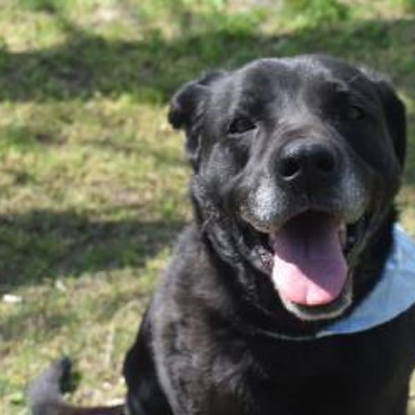 Bambi, dominante Hündin sucht Zuhause — Devon Rex