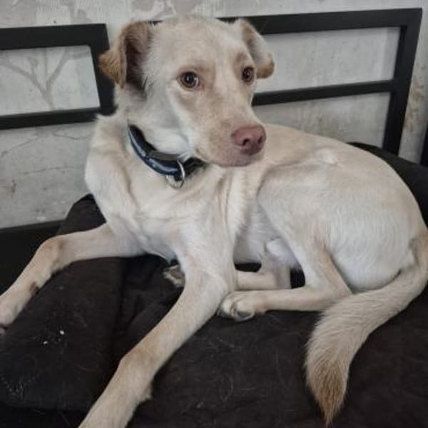 Bildhübscher Levin — Mischling