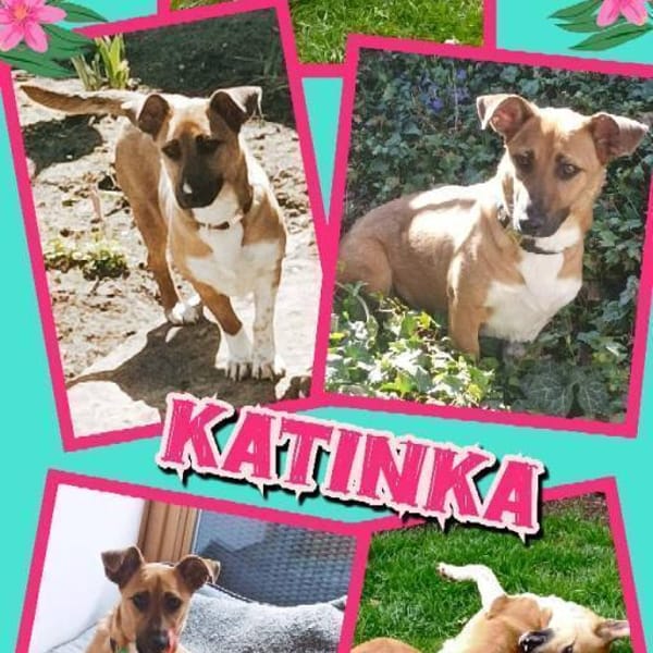 kleine süße Katinka auf PS in 91353 — Mischling