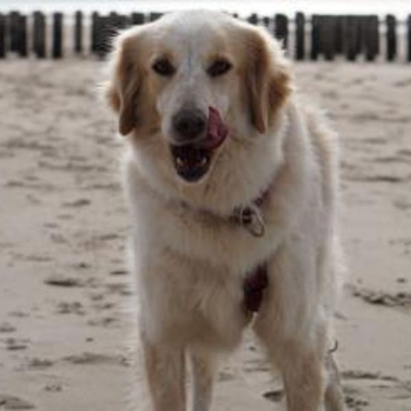 Gaia - wartet in 45549 Sprockhövel — Maremmano-jagdhund-